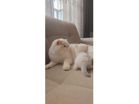 Safkan Kaliteli British Longhair Yavru