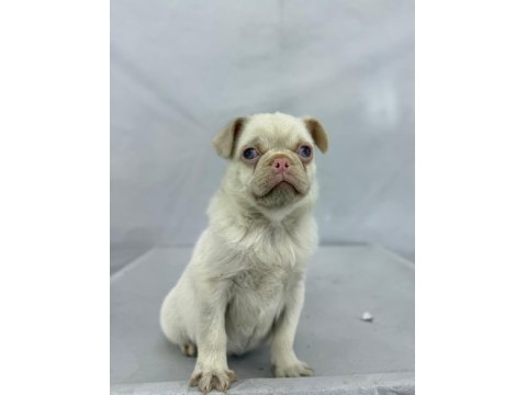 Pink Pug Erkek Yavru