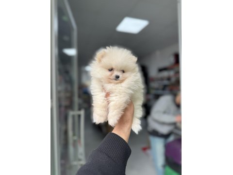 Pomeranian Boo Yavruları