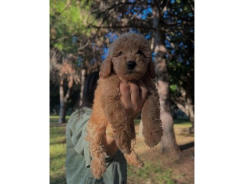 Fci Kif Şecereli Büyük Rusya Şampiyonu Baba Ve Tr Ch Anneden Poodle Yavruları