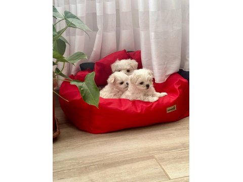 Sağlıklı Ve Sevecen Maltese Yavrumuz