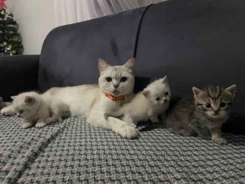 Güzel British Shorthair Bebeklerim Teslime Hazır