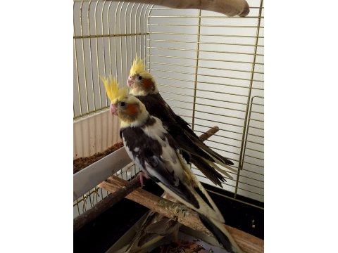 Yeni Yeme Düşmüş Sultan Papağanı Yavrular