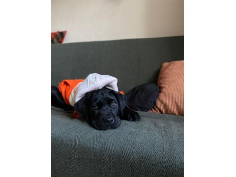 Siyah Erkek Cane Corso