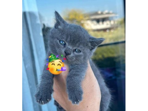 British Shorthair Dişi Kedimiz