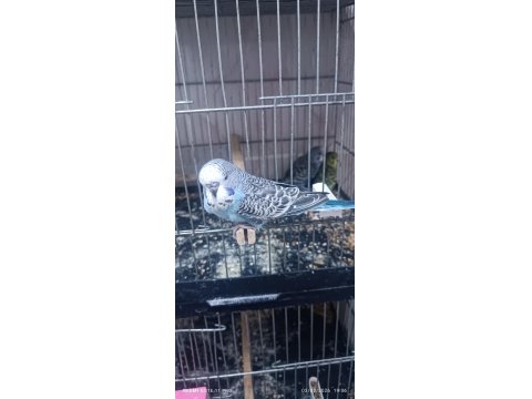 30 Günlük Ele Kola Alıştırmalık Muhabbet Kuşları