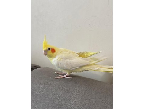 Dişi Sultan Papağanı Ve Kafesi