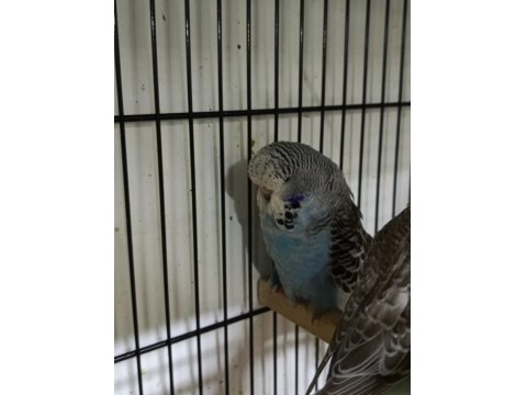 Mutasyon Üst Vasıf Show Muhabbet Kuşu Yavrular