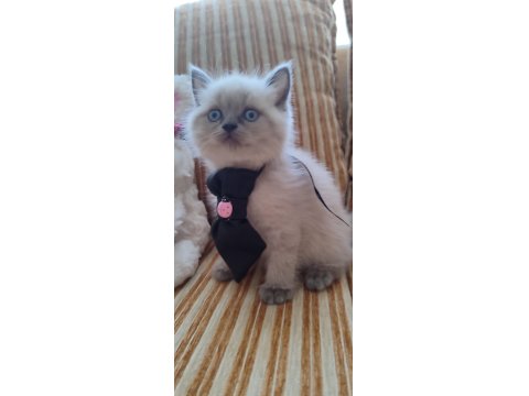 Dişi Blue Point Bebek British Shorthair