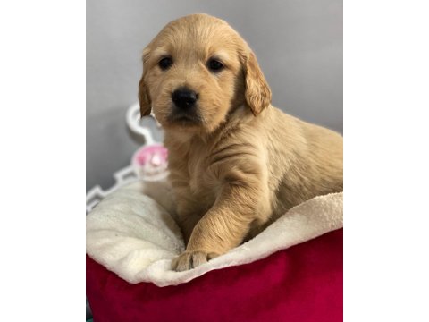 Golden Retriever Baby Face Yavrularımız