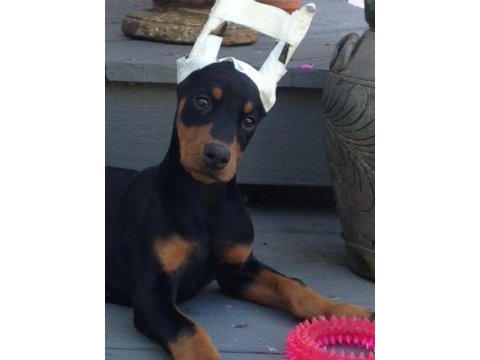 Safkan Estetikli Doberman Köpekler