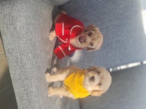 Minyatür Maltipoo Minnaklarım Teslime Hazır