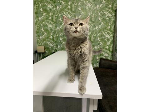 British Shorthair İçin Yuva Aranıyor