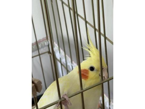 8 Aylık Sultan Papağanı Kafesi Ve Malzemeleriyle