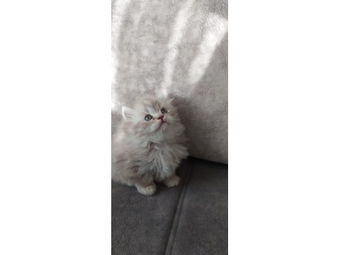 2 Adet Dişi British Longhair Yavrularımız