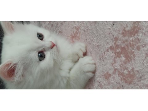 60 Günlük Sağlıklı Yavru Kediler