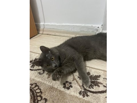 Pati Severlere Kedimiz