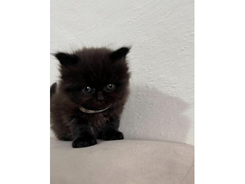 British Longhair Çikolata