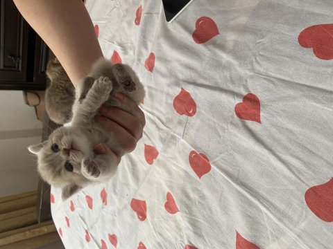 British Shorthair Kediler