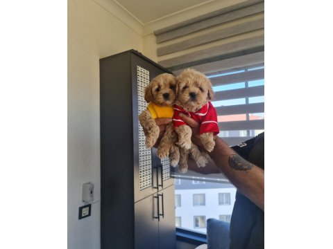 Teslime Hazır Minyatür Poodle Minnaklarım