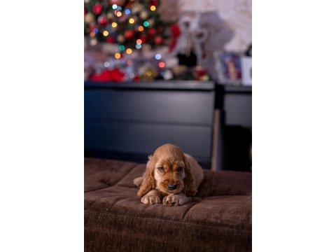 Safkan İngiliz Cocker Spaniel