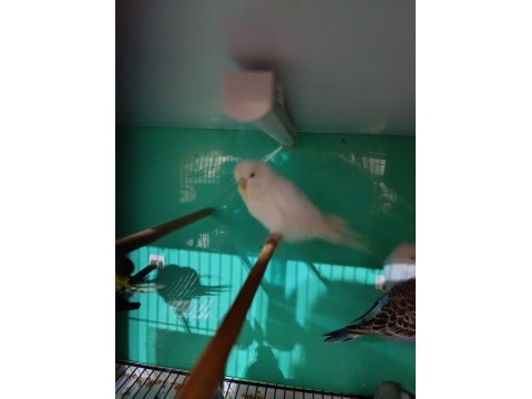 Jumbo Albino Kırmızı Göz Muhabbet Kuşu