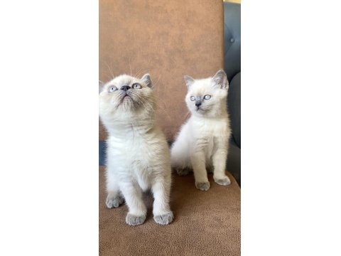 Yavru British Blue & Chocolate Point