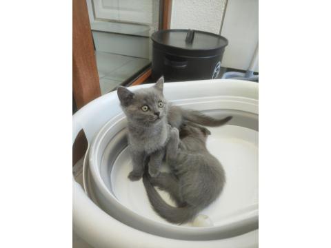 British Shorthair Kedisi