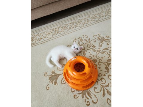 2 Aylık British Yavrumuza Yuva Arıyoruz