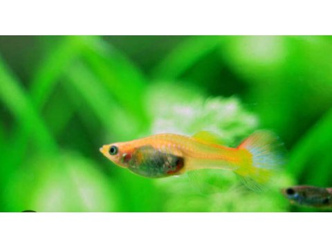 Kalitesi Hamile Papağan Lepsites