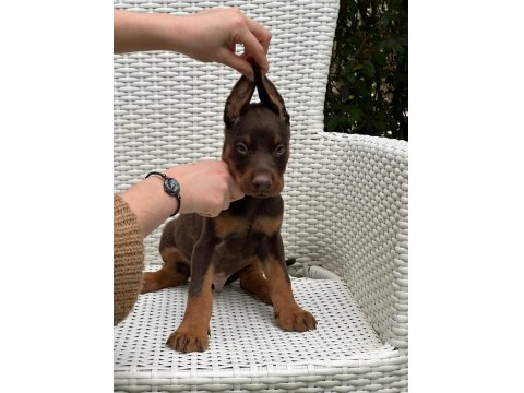 Safkan Doberman Irk Garantili Yavrular