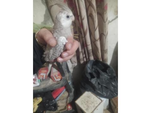 Bebek Wifi Sultan Papağanı Yavrular