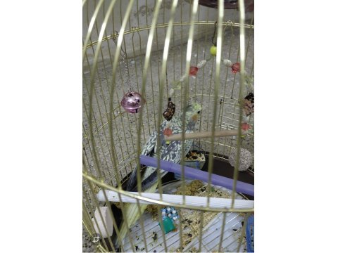 Ev Ortamında Üretilmiş Gayet Sağlıklı Sultan Papağanı Yavruları