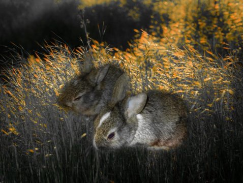 1 Aylık Mini Dwarf Tavşan Yavruları (Dişi Ve Erkek)