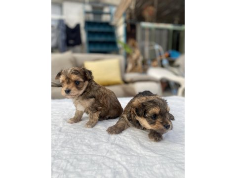 Mini Boy Morkie Prensler