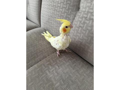 Yavru Ev Beslemesi Sultan Papağanları