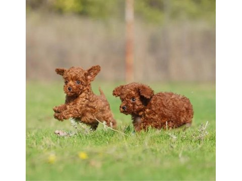 Micro Ayarında Poodle Yavrularımız