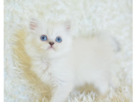 Boncuk Gözlü Silver British Longhair
