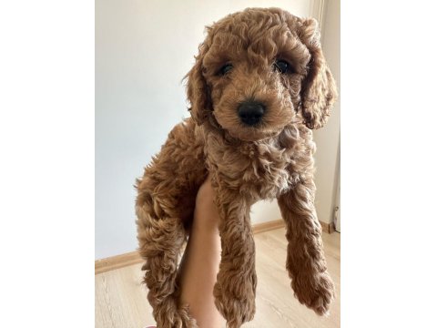 Anne Altından Toy Poodle Bebekler