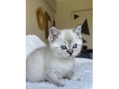 British Shorthair Blue Point Yavrum