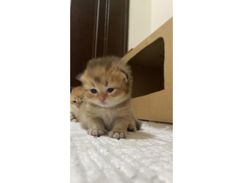 Safkan British Bebeklerim Rezerveye Açık