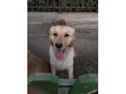 Golden Retriever Cinsi Sevimli Kızımıza Yeni Bir Yuva Arıyoruz