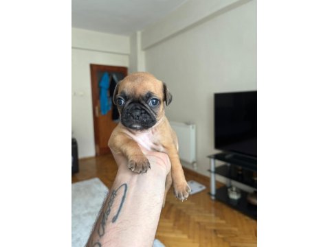 Pug Yavruları Dişi