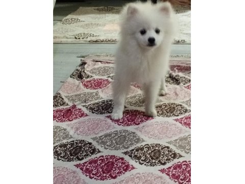 Erkek 5 Aylık Pomeranian Yavrumuza Yuva