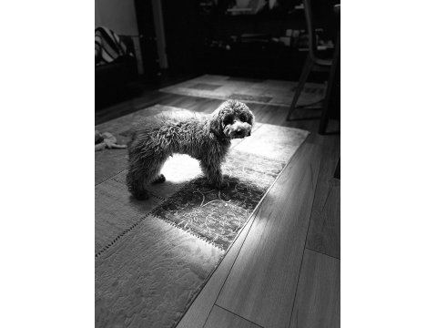 Toy Poodle Eğitimli 7.5 Aylık