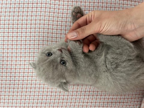 British Scottish Kedimiz