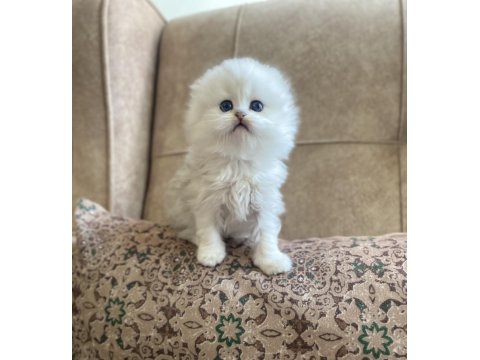 Irk Garantili Scottish Fold Longhair Silver Bebeğimiz