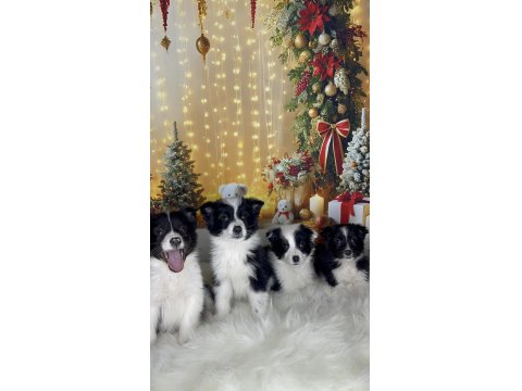 Zeka Küpü Border Collie Çocuklar