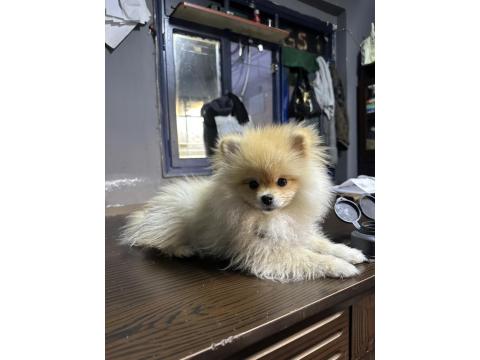 İş Değişikliği Sebebiyle Acil İlgi Manyağı Pomeranian