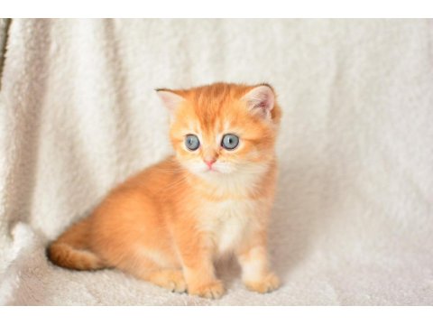 Harika Rengi İle Golden British Shorthair